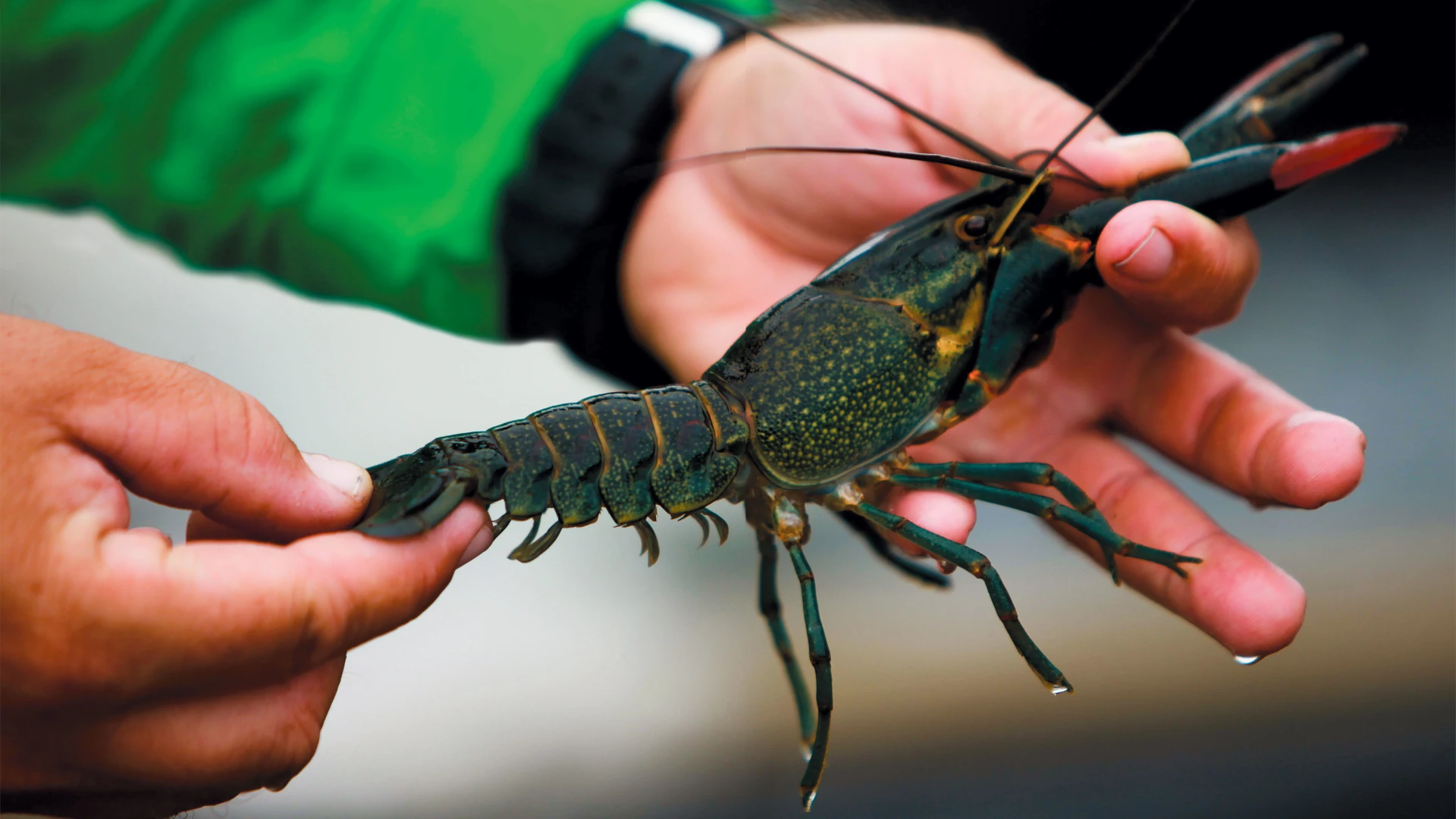 Australian Redclaw Crayfish Present in Texas