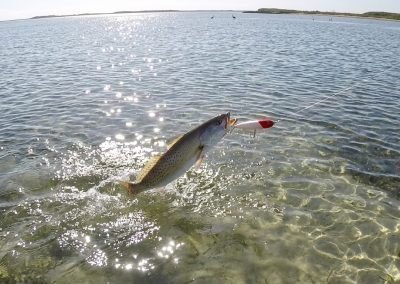 Wade Fishing Laguna Madre