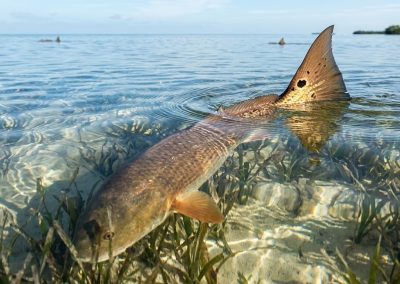 Wade Fishing Laguna Madre Tailing Spec