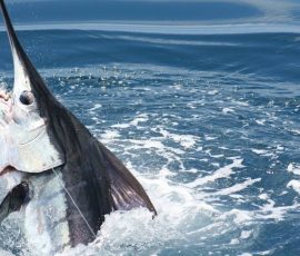 2018-Texas-Saltwater-Fishing-Guide-Marlin