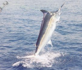 texas_offshore_fishing_guides