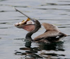 texas_saltwater_fishing_guides_pelican