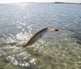 Wade Fishing Laguna Madre