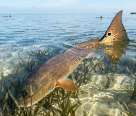 Wade Fishing Laguna Madre Tailing Spec